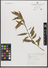 Foto von Salix triandra subsp. triandra L.